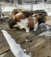MILWAUKEE AREA TEA CUP BOY READY, a male Shih Tzu for sale in Brookfield, WI – Photo 5 of 6