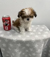 MILWAUKEE AREA TEA CUP BOY READY, a male Shih Tzu for sale in Brookfield, WI – Photo 4 of 6