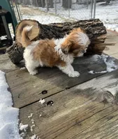 MILWAUKEE AREA TEA CUP BOY READY, a male Shih Tzu for sale in Brookfield, WI – Photo 6 of 6
