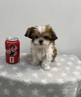 MILWAUKEE AREA TEA CUP BOY READY, a male Shih Tzu for sale in Brookfield, WI – Photo 3 of 6