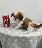 MILWAUKEE AREA TEA CUP BOY READY, a male Shih Tzu for sale in Brookfield, WI – Photo 2 of 6