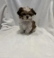 MILWAUKEE AREA TEA CUP BOY READY, a male Shih Tzu for sale in Brookfield, WI – Photo 1 of 6