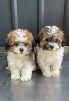 BROOKFIELD GIRL LILLY, a female Shichon for sale in Brookfield, WI – 4 of 4