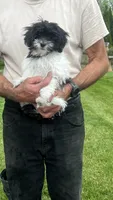 BUDDY, a male Shichon for sale in Milwaukee, WI – 5 of 5