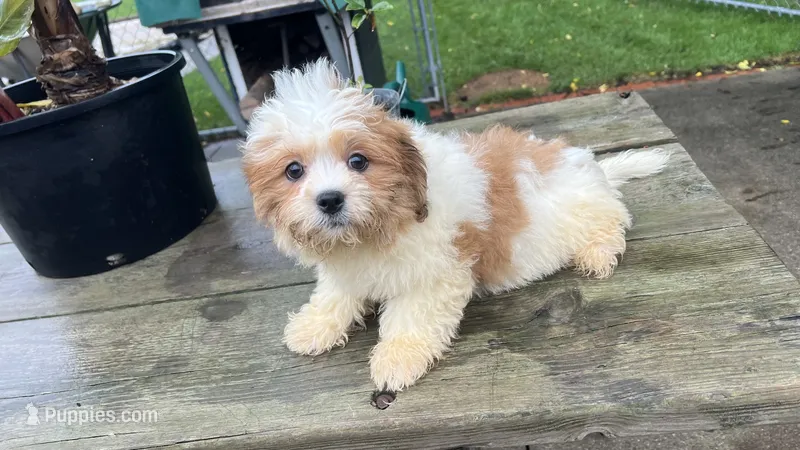 COCO BOY – Shih Tzu puppy for sale in Brookfield, WI