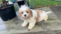 COCO BOY, a male Shih Tzu for sale in Brookfield, WI – 1 of 2