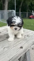Brookfield Boy Teddy, a male Shih Tzu for sale in Brookfield, WI – 2 of 3