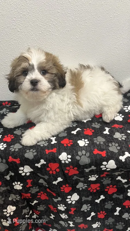 TEDDY – Shichon puppy for sale in Milwaukee, WI