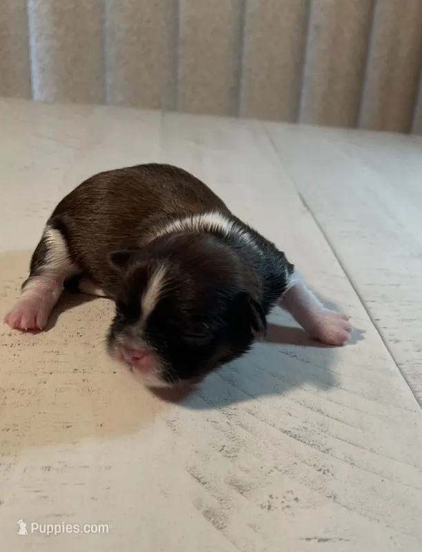 AKC BUDDY  – Shih Tzu puppy for sale in Brookfield, WI