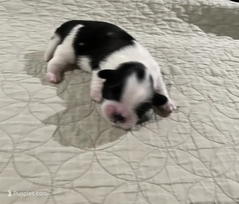 BROOKFIELD BOY – Shih Tzu puppy for sale in Brookfield, WI