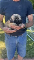 BROOKFIELD (COCO) AKC registered girl, a female Shih Tzu for sale in Brookfield, WI – 6 of 6