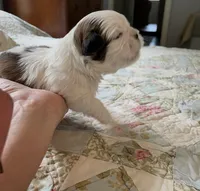 BROOKFIELD BOY TOMMY, a male Shih Tzu for sale in Brookfield, WI – 8 of 10