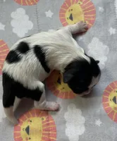 DIAMOND, a female Shih Tzu for sale in Brookfield, WI – 1 of 3