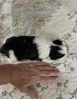 BROOKFIELD BOY JERRY, a male Shih Tzu for sale in Brookfield, WI – 6 of 9