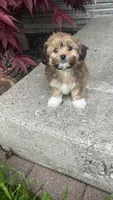 COCO , a male Shichon for sale in Milwaukee, WI – 2 of 2