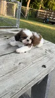BROOKFIELD (BUDDY) AKC registered boy, a male Shih Tzu for sale in Brookfield, WI – 2 of 6