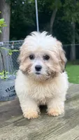 EDDIE BOY, a male Shichon for sale in Brookfield, WI – 1 of 3