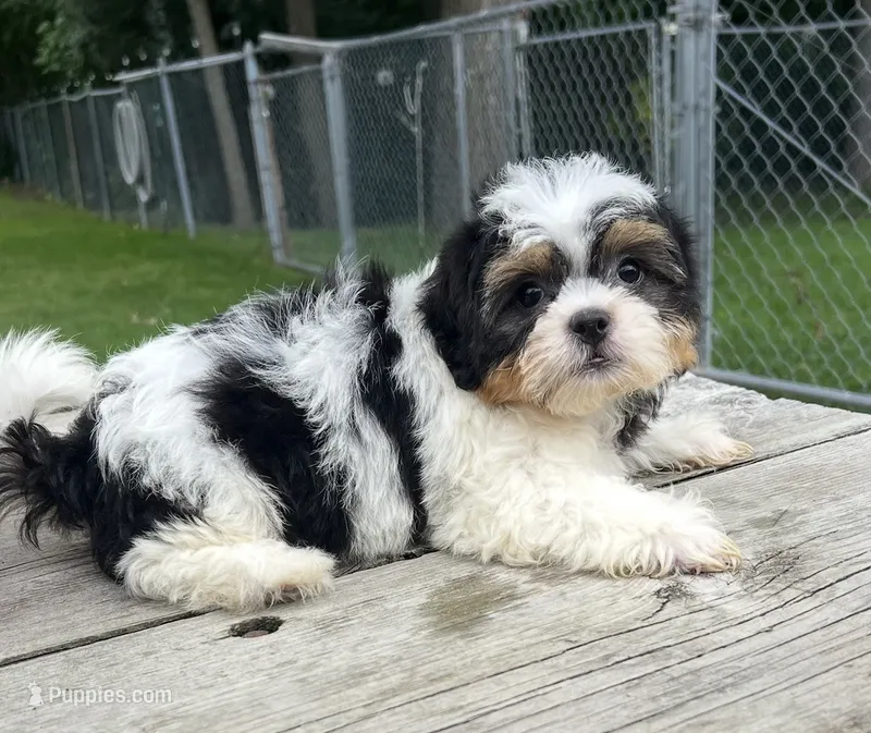 BROOKFIELD BOY BUDDY – Shichon puppy for sale in Brookfield, WI