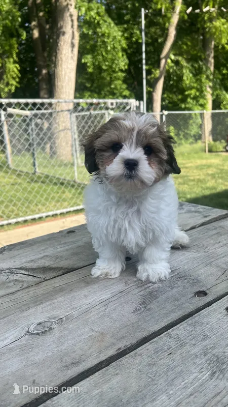 EDDIE – Shichon puppy for sale in Milwaukee, WI