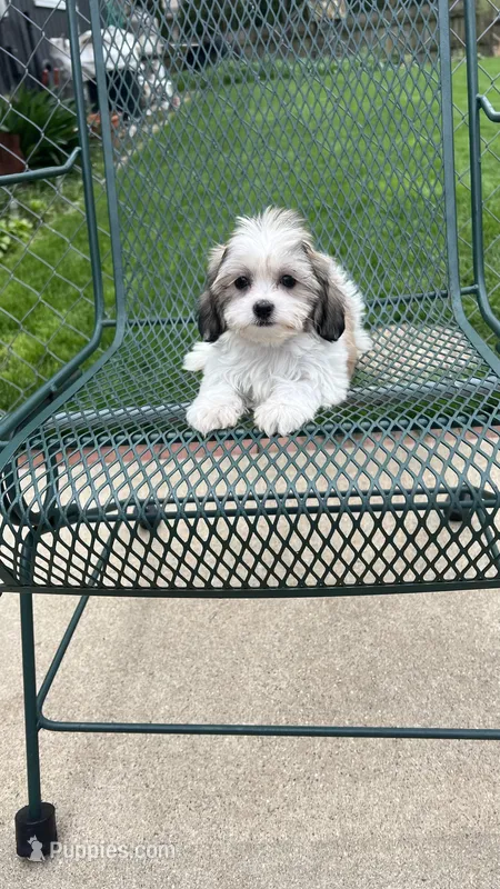 MILWAUKEE AREA BOY READY – Shichon puppy for sale in Brookfield, WI