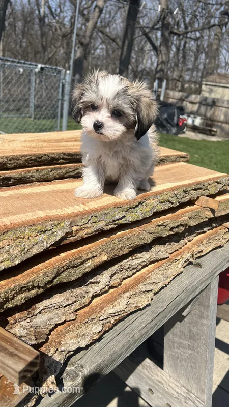 MILWAUKEE AREA BOY READY – Shichon puppy for sale in Brookfield, WI