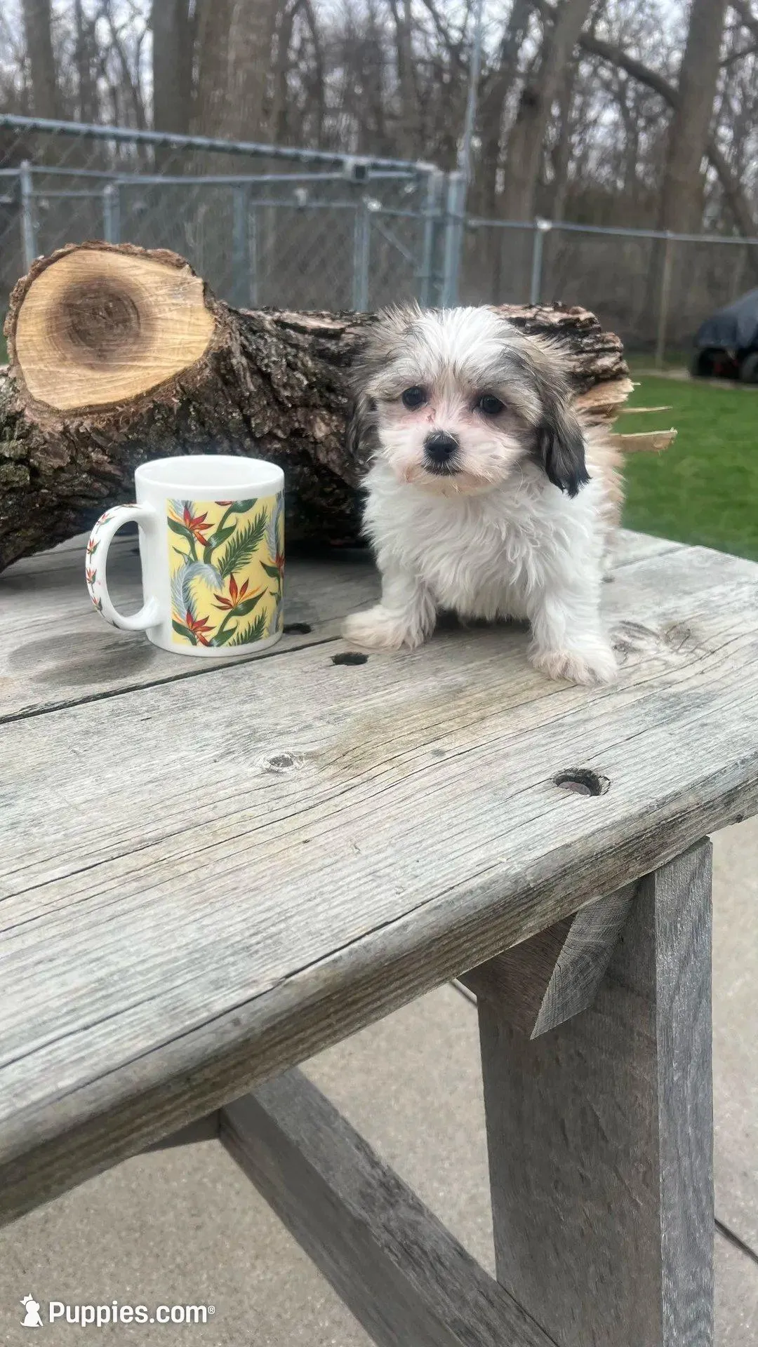 MILWAUKEE AREA BOY READY, a male Shichon for sale in Brookfield, WI – Photo 2 of 3