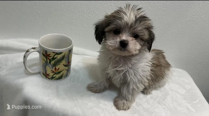 MILWAUKEE AREA BOY READY – Shichon puppy for sale in Brookfield, WI