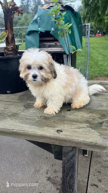 EDDIE BOY – Shichon puppy for sale in Brookfield, WI