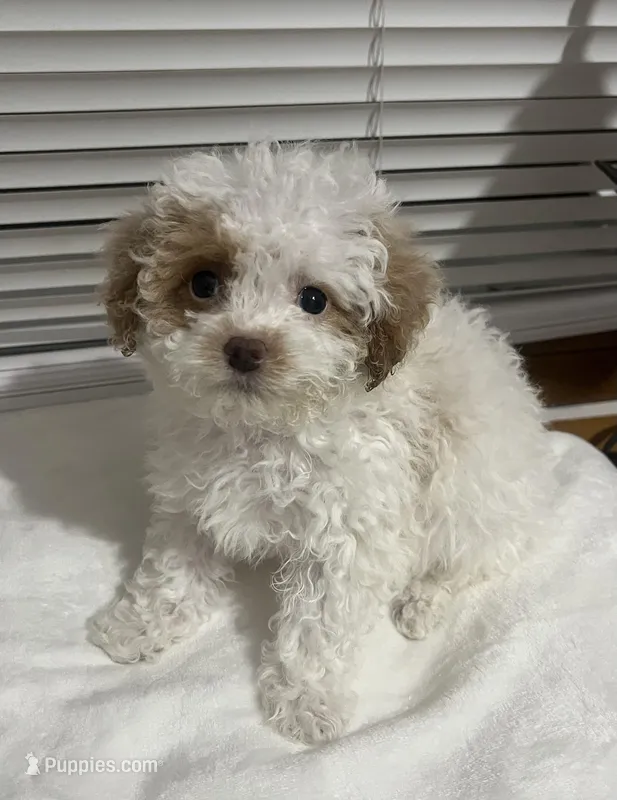 MILWAUKEE AREA GIRL READY