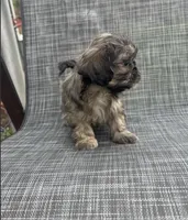 MILWAUKEE AREA GIRL READY, a female Shichon for sale in Brookfield, WI – Photo 2 of 4