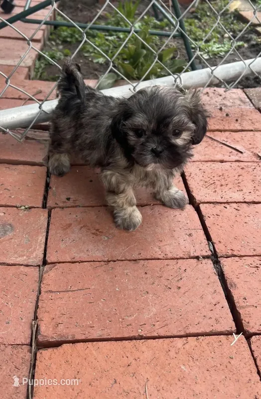 MILWAUKEE AREA GIRL READY – Shichon puppy for sale in Brookfield, WI