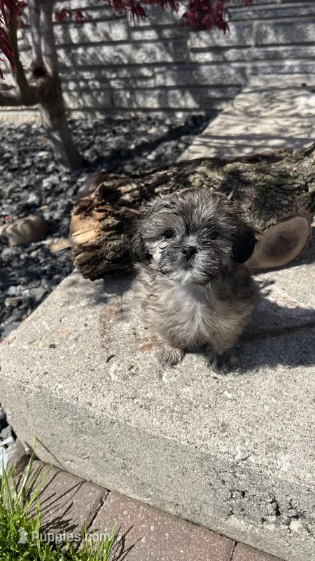 MILWAUKEE AREA GIRL READY – Shichon puppy for sale in Brookfield, WI