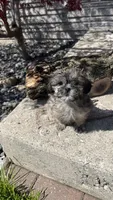 MILWAUKEE AREA GIRL READY, a female Shichon for sale in Milwaukee, WI – 1 of 2