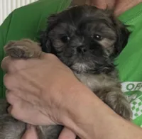MILWAUKEE AREA GIRL READY, a female Shichon for sale in Brookfield, WI – Photo 3 of 4