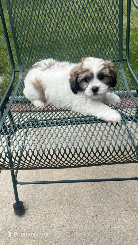 TEDDY – Shichon puppy for sale in Milwaukee, WI