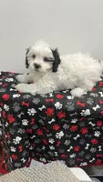 PANDA, a male Shichon for sale in Milwaukee, WI – 2 of 2