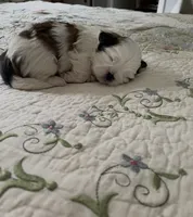 BROOKFIELD BOY TOMMY, a male Shih Tzu for sale in Brookfield, WI – 9 of 10