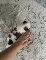 BROOKFIELD BOY TOMMY, a male Shih Tzu for sale in Brookfield, WI – 4 of 10