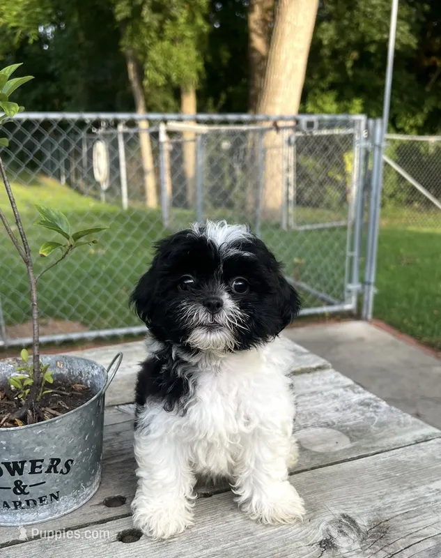 BROOKFIELD GIRL MOLLY SHICHON  – Shih Tzu puppy for sale in Brookfield, WI