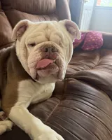 Baxter Waxter Beanie Weenie (Baxter), a male English Bulldog for sale in Mount Orab, OH – 2 of 8