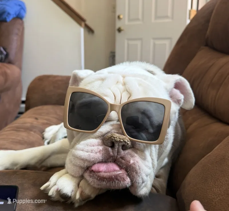 Baxter Waxter Beanie Weenie (Baxter) – English Bulldog puppy for sale in Mount Orab, OH
