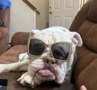 Baxter Waxter Beanie Weenie (Baxter), a male English Bulldog for sale in Mount Orab, OH – 1 of 8