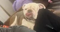 Baxter Waxter Beanie Weenie (Baxter), a male English Bulldog for sale in Mount Orab, OH – 3 of 8