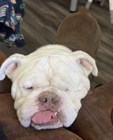 Baxter Waxter Beanie Weenie (Baxter), a male English Bulldog for sale in Mount Orab, OH – 6 of 8