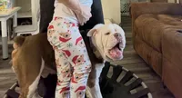Baxter Waxter Beanie Weenie (Baxter), a male English Bulldog for sale in Mount Orab, OH – 4 of 8