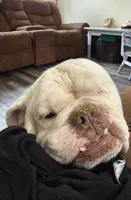 Baxter Waxter Beanie Weenie (Baxter), a male English Bulldog for sale in Mount Orab, OH – 5 of 8