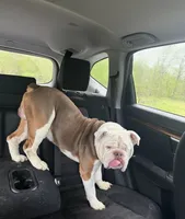 Baxter Waxter Beanie Weenie (Baxter), a male English Bulldog for sale in Mount Orab, OH – 8 of 8