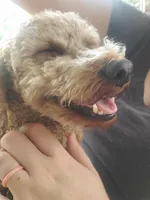 Jojo, a female Poodle - Miniature  for sale in Grapeland, TX – Photo 4 of 4