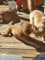 Jojo, a female Poodle - Miniature  for sale in Grapeland, TX – Photo 2 of 4