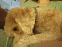 Jojo, a female Poodle - Miniature  for sale in Grapeland, TX – Photo 3 of 4